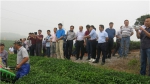 全省茶叶生产全程机械化现场观摩活动在赤壁市举办 - 农业厅