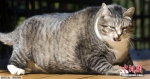 重达14公斤胖猫成"重量级"网红 - Hb.Xinhuanet.Com