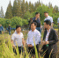 全省超级稻集成技术示范项目现场测产观摩会在江陵三湖农场举办 - 农业厅