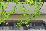 十月樱花伴桂开（组图） - 武汉大学
