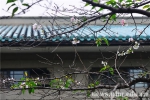 十月樱花伴桂开（组图） - 武汉大学