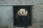大熊猫奥运在中国大熊猫保护研究中心都江堰基地 - 新浪湖北