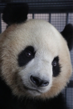 从中国大熊猫保护研究中心出发的两只大熊猫情绪稳定，状态较好。 - 新浪湖北