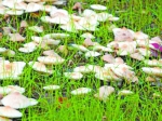 蘑菇菌盖表面 - 新浪湖北
