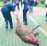 被击毙的野猪。警方供图 - 新浪湖北
