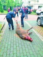 被击毙的野猪。警方供图 - 新浪湖北