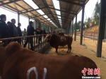 各个乡镇选送了近100头优质黄牛参加“选美” 陈剑 摄 - 新浪湖北