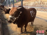 3号公牛当选“最帅公牛” 陈剑 摄 - 新浪湖北
