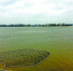 图为：南太子湖水面遍布大大小小的浮标圈。记者张全录 摄 - 新浪湖北