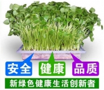 中农华丰有机芽苗菜，颇受高端消费市场的青睐 - Wuhanw.Com.Cn