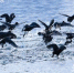 近万只白骨顶鸟来到丹江口沧浪洲湿地公园过冬 - 新浪湖北