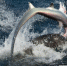 看看谁厉害！图片直击海狮大战长尾鲨 - Hb.Xinhuanet.Com