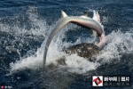 看看谁厉害！图片直击海狮大战长尾鲨 - Hb.Xinhuanet.Com