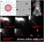光学分子影像肿瘤手术导航研究再获新突破 - 武汉大学