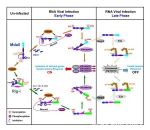 舒红兵实验室揭示抗RNA病毒天然免疫调控新机制 - 武汉大学