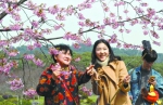 昨日，东湖樱花节开幕，多姿多彩的樱花，吸引游人观赏拍照 记者刘斌 摄 - 新浪湖北