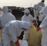 宜兰县三星乡又有一处樱桃鸭场传出禽流感H5N2确诊，今早扑杀约5000只肉鸭。 - Hb.Chinanews.Com