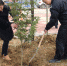 京山法院开展义务植树暨三八妇女节活动 - 湖北法院