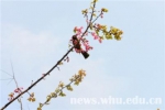鸟语花香（组图） - 武汉大学