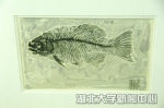 张国刚：画鱼，源自对生命的热爱 - 湖北大学