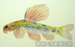 张国刚：画鱼，源自对生命的热爱 - 湖北大学