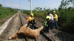 台铁员工及警方合力将牛从铁轨移除。图片来源：台湾联合新闻网。 - Hb.Chinanews.Com