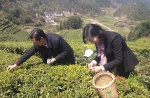 邓干生参加2017年湖北茶文化旅游活动 - 农业厅