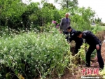 民警铲除地里的罂粟 钟欣 摄 - Hb.Chinanews.Com
