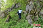通往胡天林家的山路危险崎岖。　钟欣 摄 - Hb.Chinanews.Com