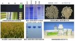 全球首创植物源重组人血清白蛋白注射液进入临床研究 - 武汉大学