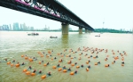 久负盛名的武汉国际渡江节已成为武汉的文化名片   记者李葳 摄 - 新浪湖北