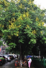8月2日，新华路发展大道路口，栾树以为秋天来临竟开了花。记者 李永刚 摄 - 新浪湖北