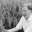 被誉为“水稻大师”的中国工程院院士朱英国生前资料照 。通讯员吴江龙提供 - 新浪湖北
