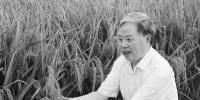 被誉为“水稻大师”的中国工程院院士朱英国生前资料照 。通讯员吴江龙提供 - 新浪湖北