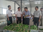 张桂华赴武汉市蔡甸区调研指导蔬菜产业发展 - 农业厅