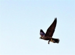 图为：一只游隼叼起小鸊鷉凌空飞去。 （视界网 朱明 摄） - 新浪湖北