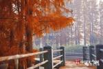 （武汉东湖风景秀美，和煦的阳光将叶子衬得分外金黄 图/陈石定、唐悦、冯光柳） - 新浪湖北