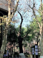 最老的树：湖北大学一株枫杨已172岁。（湖北日报通讯员 董芊旭 提供） - 新浪湖北