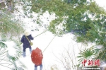 襄阳公园管理人员用竹竿敲落积雪 涂玉国 摄 - 新浪湖北