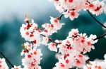林芝桃花节来了！下个月来西藏邂逅中国最美春天 - Whtv.Com.Cn