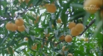 秭归桃叶橙等地标产品入选全国首部农产品地理标志纪录片《源味中国》 - 农业厅