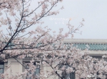 武汉大学赏樱预约开启 浪漫樱花雨分分钟美哭 - 新浪湖北