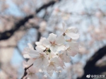 武汉大学赏樱预约开启 浪漫樱花雨分分钟美哭 - 新浪湖北