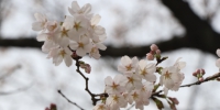 2018年3月14日，备受全国游人关注的武汉大学樱花在三月春风中悄然绽放。目前武大樱花属于初开期，预计一周后将迎来怒放期。 - 新浪湖北