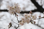 2018年3月14日，备受全国游人关注的武汉大学樱花在三月春风中悄然绽放。目前武大樱花属于初开期，预计一周后将迎来怒放期。 - 新浪湖北