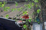 大风刮断树木压向屋顶 消防员冒雨排险 - Hb.Chinanews.Com