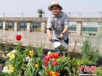 武汉一高校大学生种花400余种 打造“屋顶花园” - Hb.Chinanews.Com