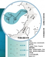 长江江豚“升格”为独立物种 濒危程度比大熊猫严重 - 新浪湖北