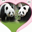 大熊猫盈盈、乐乐 香港海洋公园供图 图片来源：香港《大公报》 - Hb.Chinanews.Com