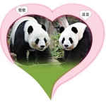 大熊猫盈盈、乐乐 香港海洋公园供图 图片来源：香港《大公报》 - Hb.Chinanews.Com